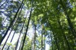Chalet Tannenhof Lermoss Blick in den Himmel  paradiesische Impressionen - mitten im Wald