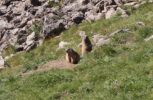 Chalet Tanenhof Lermoos Murmeltiere ganz nah vor dem Bau