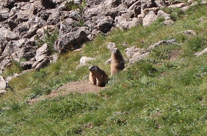 Chalet Tanenhof Lermoos Murmeltiere ganz nah vor dem Bau